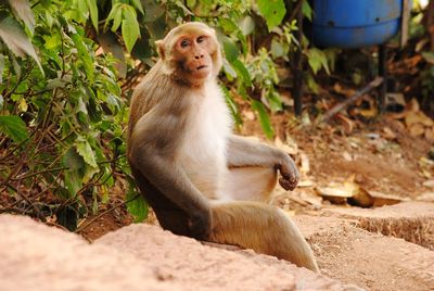 Monkey looking away while sitting on land
