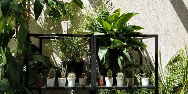 Close-up of potted plants in glass jar