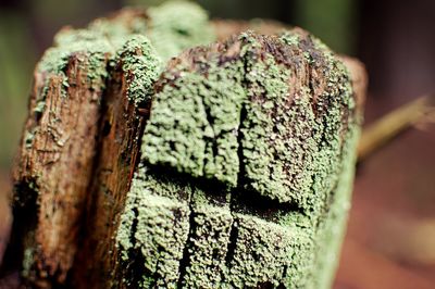 Close-up of tree stump