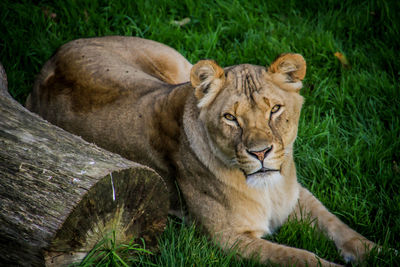 Lion relaxing on grass