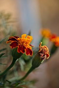 Close-up of orange flowering plant