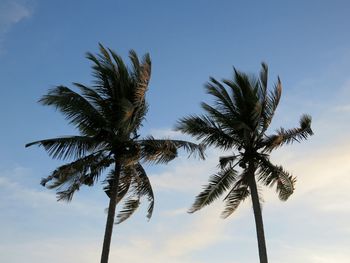 Low angle view of palm tree against sky