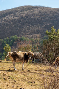 View of a horse on field