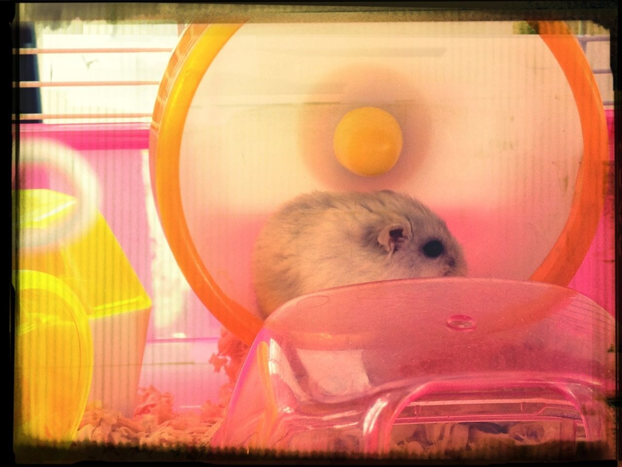 transfer print, auto post production filter, one animal, animal themes, indoors, domestic animals, pets, toy, close-up, yellow, no people, bird, animal head, cage, cute, cat, mammal, animal representation, red, day