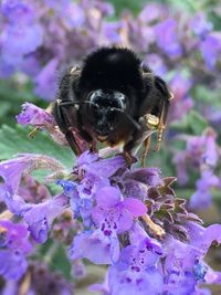 Close-up of honey bee on purple flowers