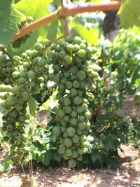 Close-up of grapes in vineyard