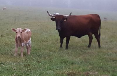 Cows on grass