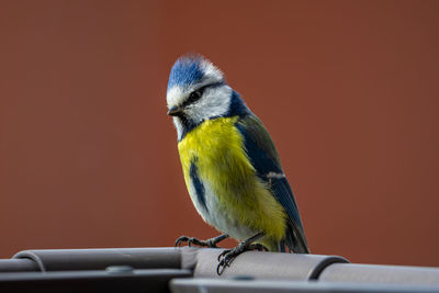 Close-up of bird perching on metal