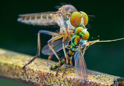 Close-up of dragonfly