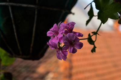 Close-up of pink flowering plant