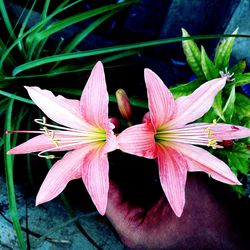 Close-up of flower blooming outdoors