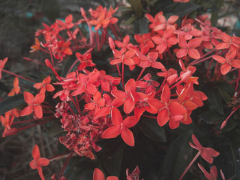Close-up of red flowering plants