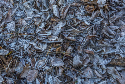 Full frame shot of dried leaves