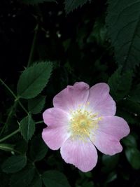 Close-up of flower blooming outdoors