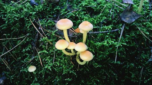 Close-up of mushroom growing on field