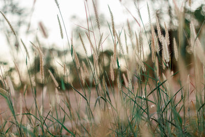 Close-up of stalks in field