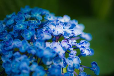 Close-up of blue flowering plant