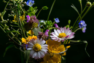 Close-up of purple flowers blooming outdoors