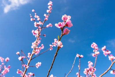 Ripening cherry blossoms on a tree against the background of a blue, spring sky.