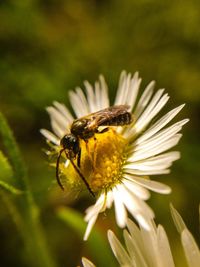 Close-up of bee pollinating flower