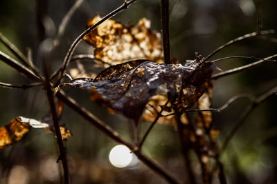 Close-up of dried leaves on plant