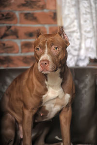 Portrait of dog looking at camera