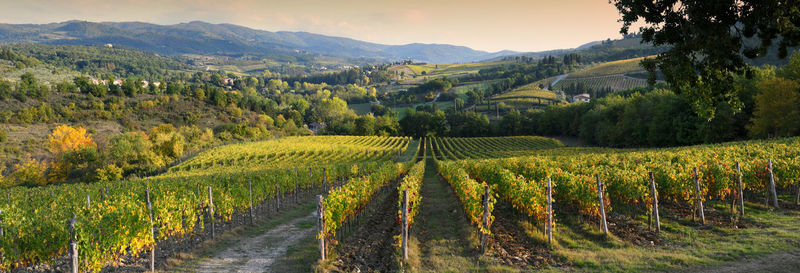 Scenic view of vineyard against sky