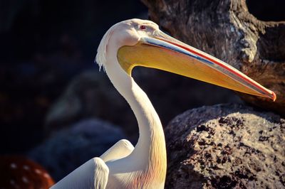 Close-up of pelican perching by rocks