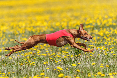 Side view of dog running on field