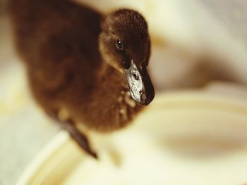 Close-up of a bird