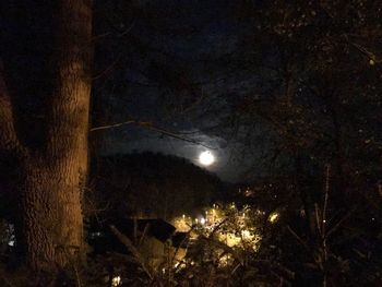 Illuminated tree against sky at night