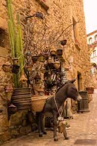 View of elephant with plants in front of building