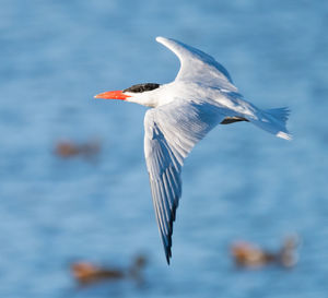 Close-up of seagull flying over sea