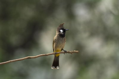 Close-up of bird perching on branch