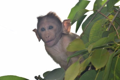 Low angle view of leaves on plant against sky