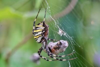 Close-up of spider on web