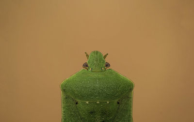 Close-up of green lizard against wall