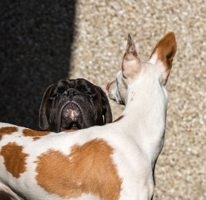 Boxer and ibizan hound against wall