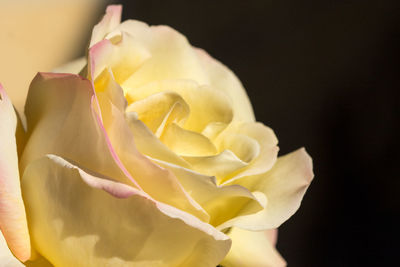 Close-up of yellow rose against black background