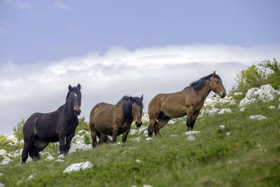 Horses on a field