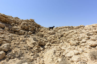 Single black sheep in the mountain, ras al jinz, sultanate of oman