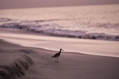 Bird on beach