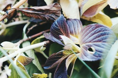 Close-up of flowering plant leaves