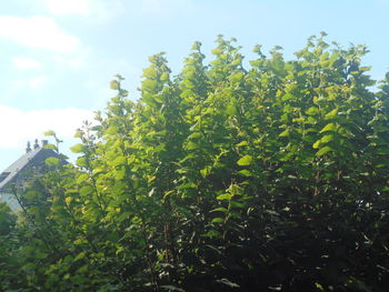 plant