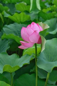 Close-up of pink lotus blooming outdoors