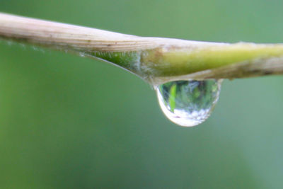 Close-up of water on leaf