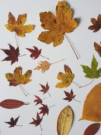 Close-up of maple leaves