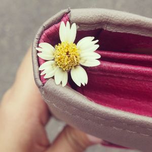 Close-up of hand on flower