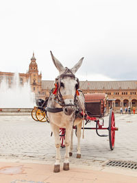 Horse cart in a city