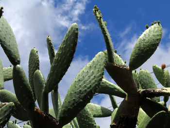 Close-up of succulent plant against sky